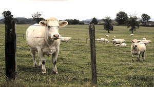 Bœufs blancs de la race charolaise