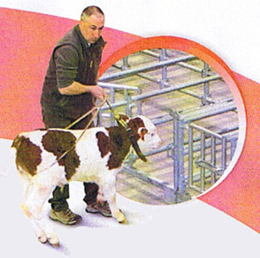 Marché aux veaux de Saint-Laurent-de-Chamousset Marché aux veaux de Saint-Laurent-de-Chamousset