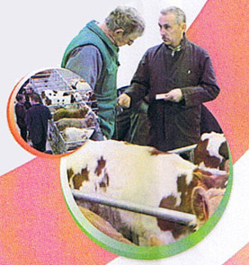 Marché aux veaux de Saint-Laurent-de-Chamousset Marché aux veaux de Saint-Laurent-de-Chamousset