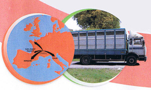 Marché aux veaux de Saint-Laurent-de-Chamousset Marché aux veaux de Saint-Laurent-de-Chamousset